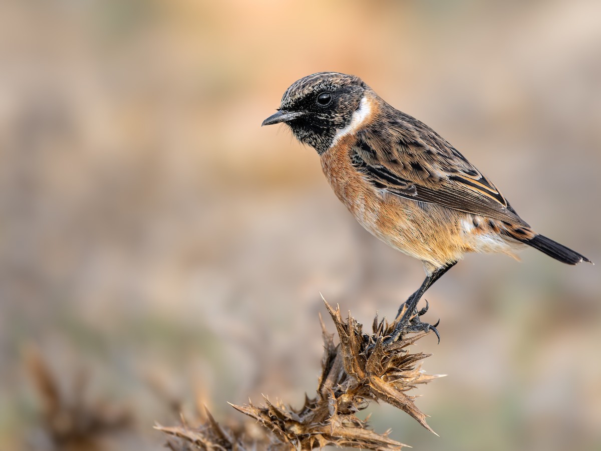 European Stonechat - ML627628165