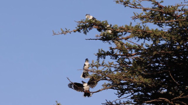 Gray-crested Helmetshrike - ML627628399