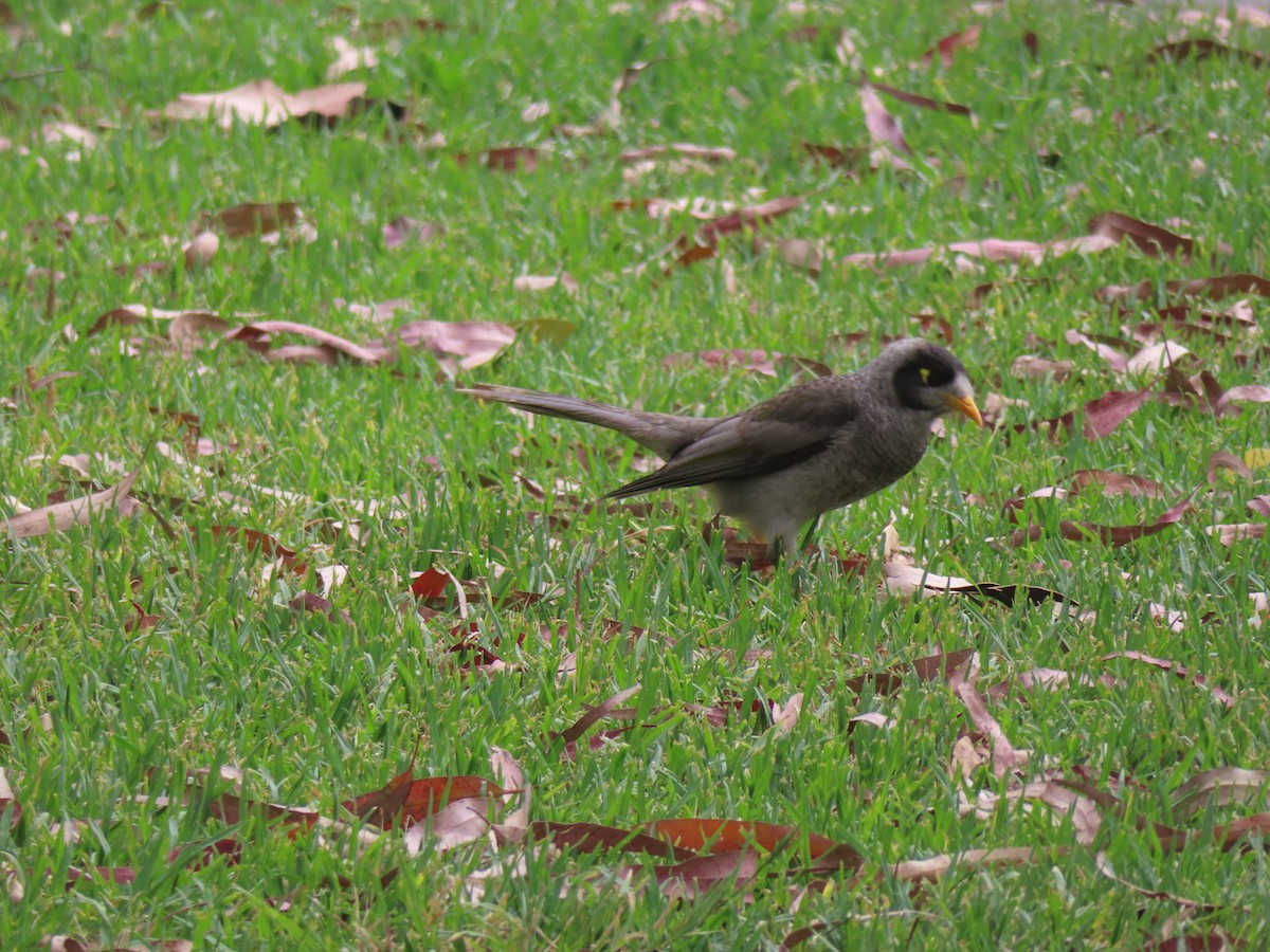 Noisy Miner - ML627628482