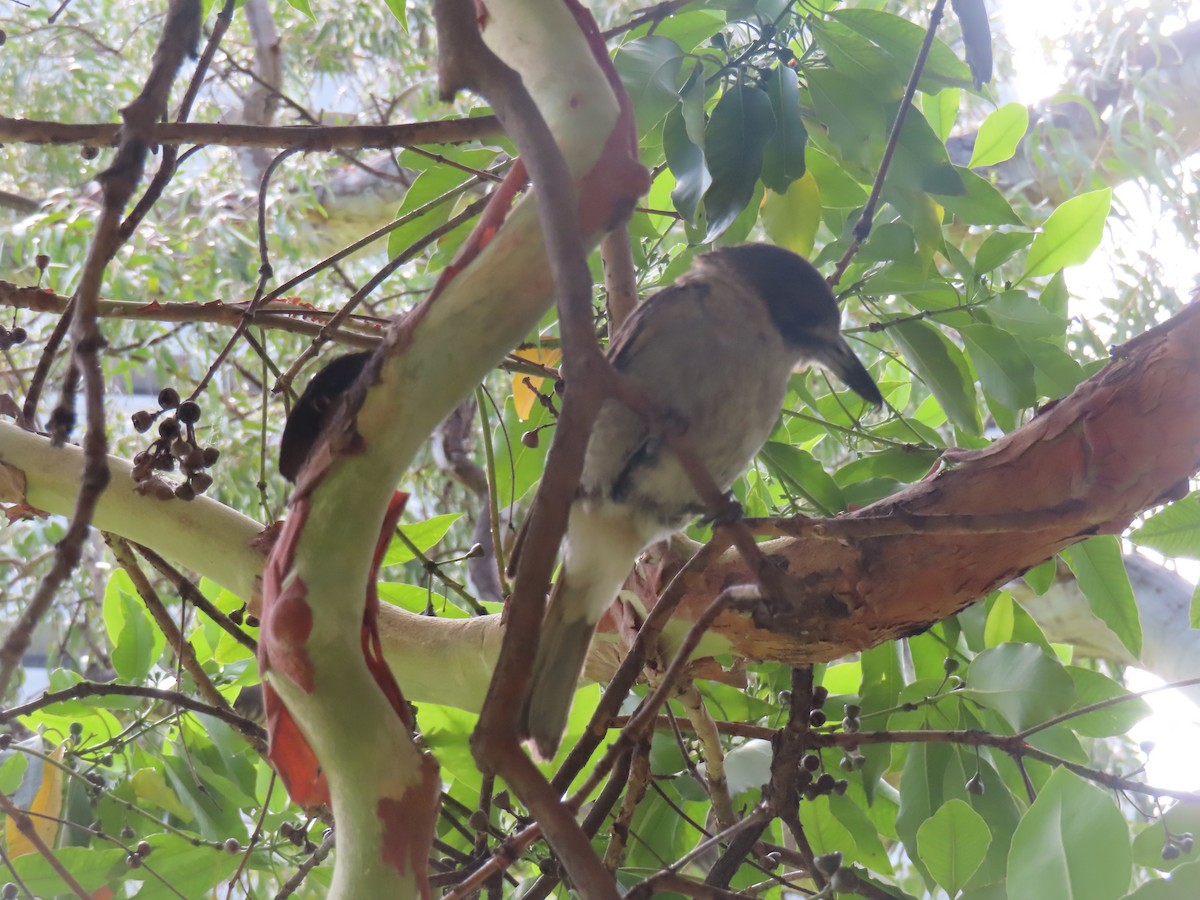 Gray Butcherbird - ML627628501