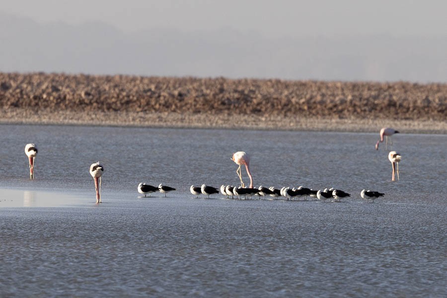 Andean Avocet - ML627628518