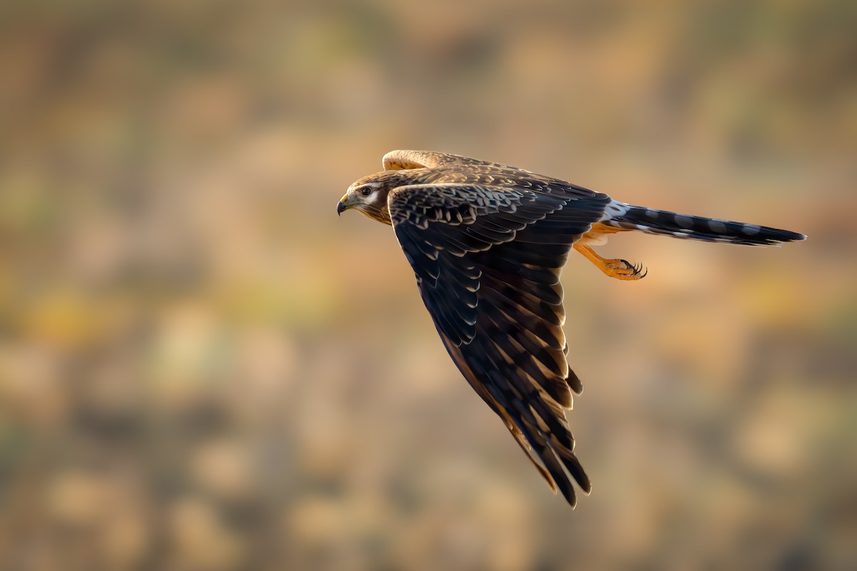 Montagu's Harrier - ML627628522