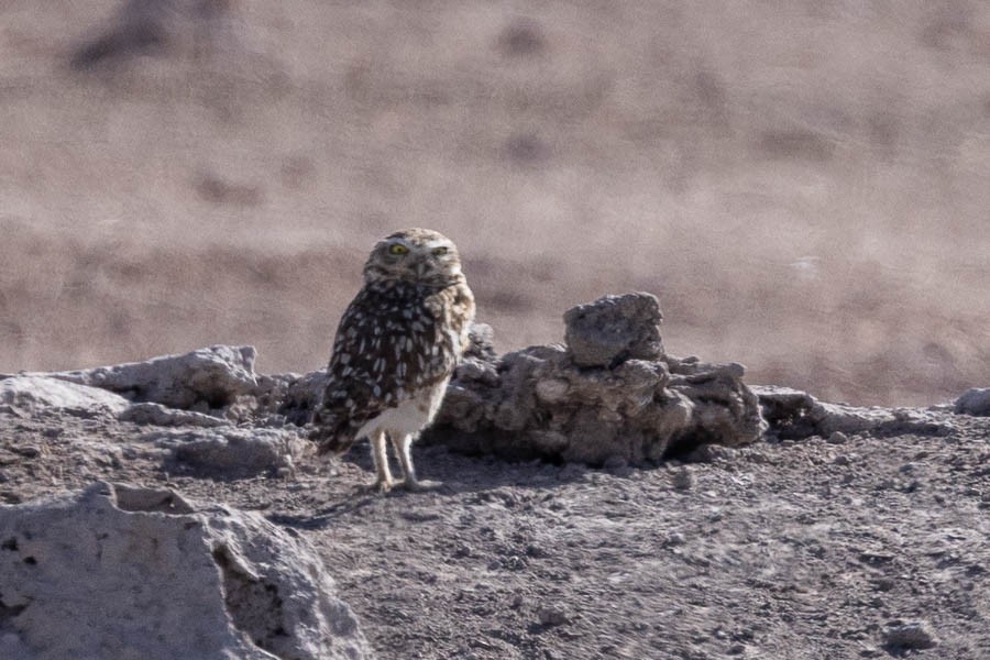 Burrowing Owl - ML627628531