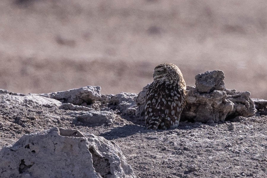 Burrowing Owl - ML627628532