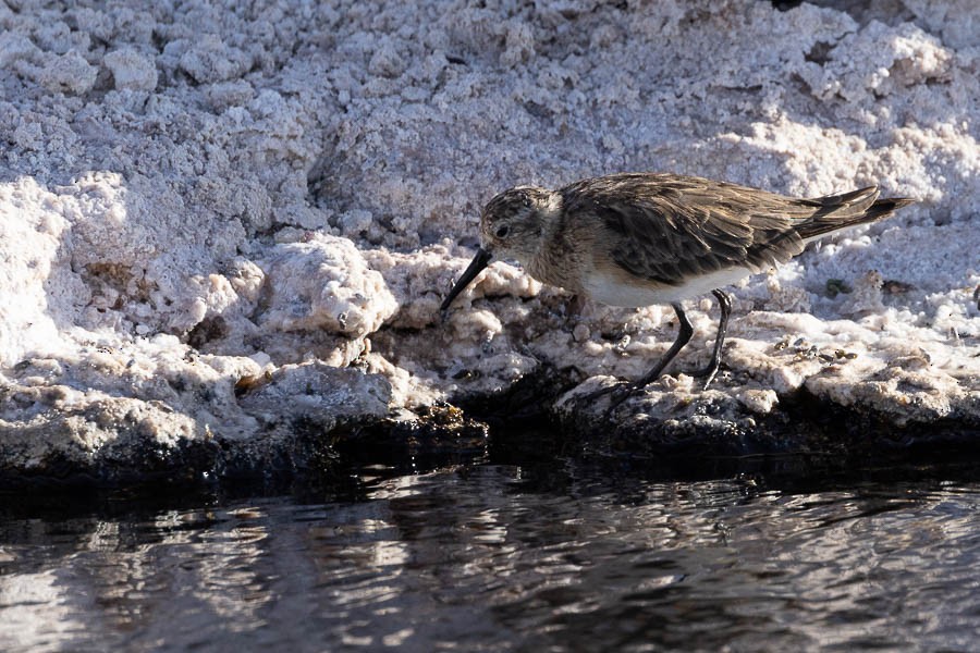 Baird's Sandpiper - ML627628547