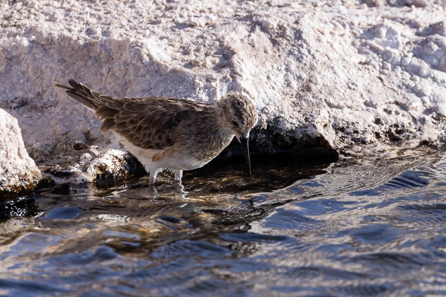 Baird's Sandpiper - ML627628548