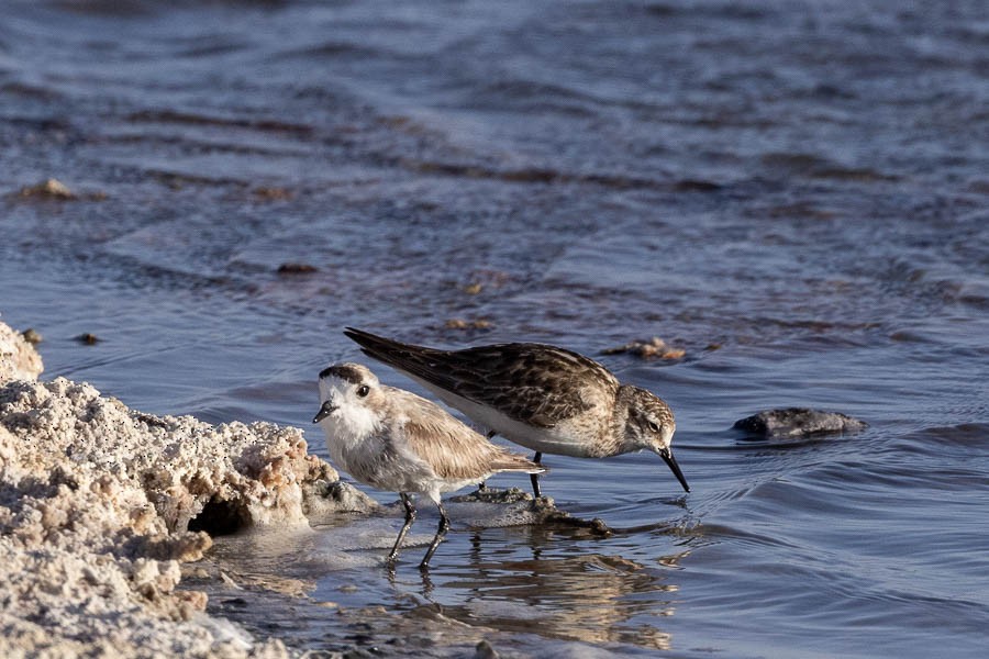 Baird's Sandpiper - ML627628568