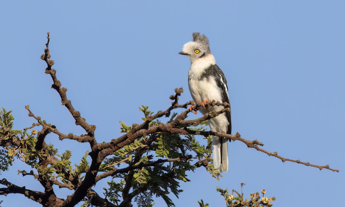 Gray-crested Helmetshrike - ML627628616