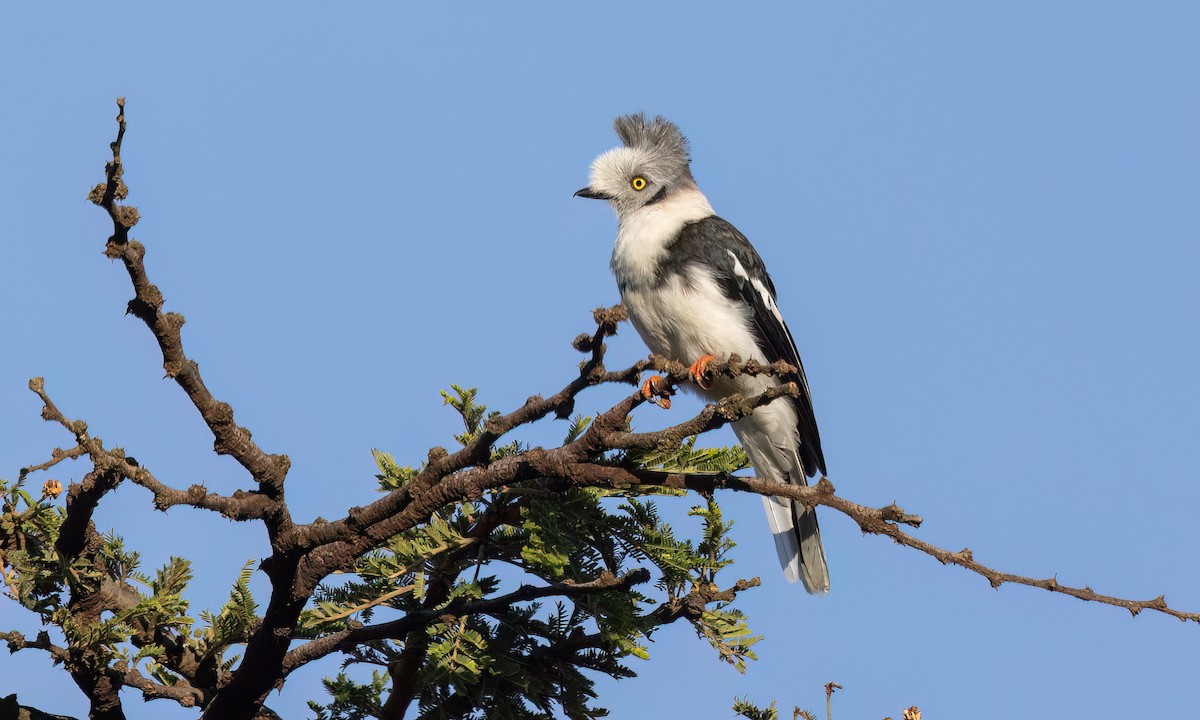 Gray-crested Helmetshrike - ML627628617