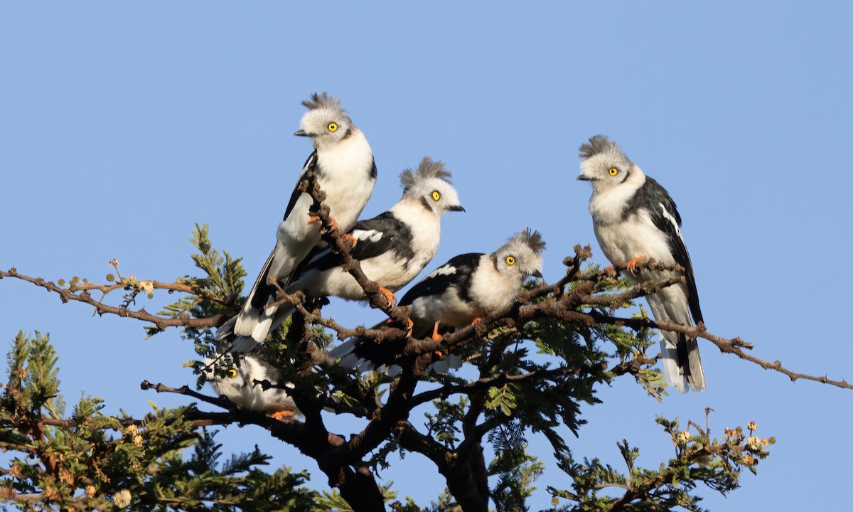 Gray-crested Helmetshrike - ML627628618