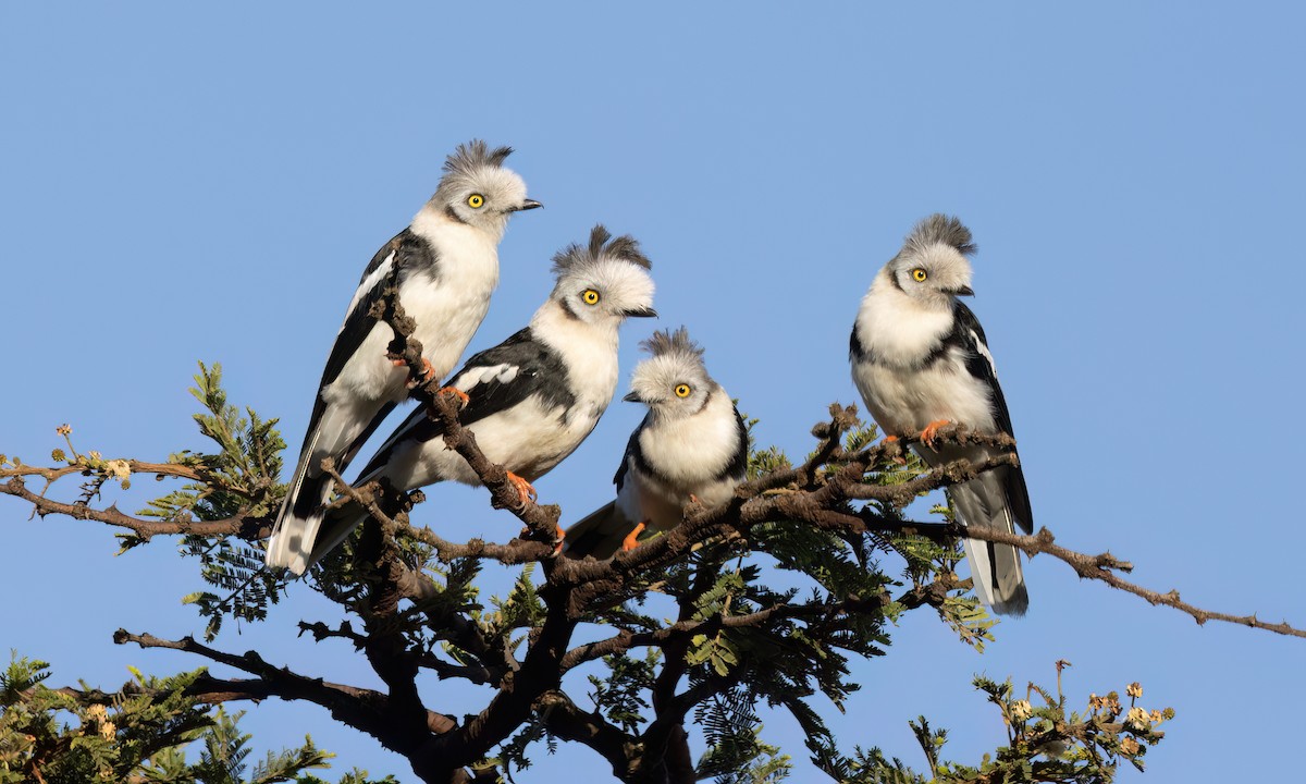 Gray-crested Helmetshrike - ML627628619