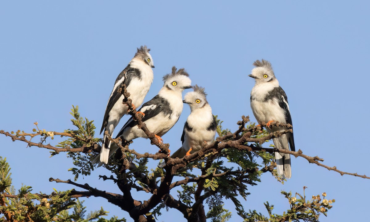 Gray-crested Helmetshrike - ML627628620