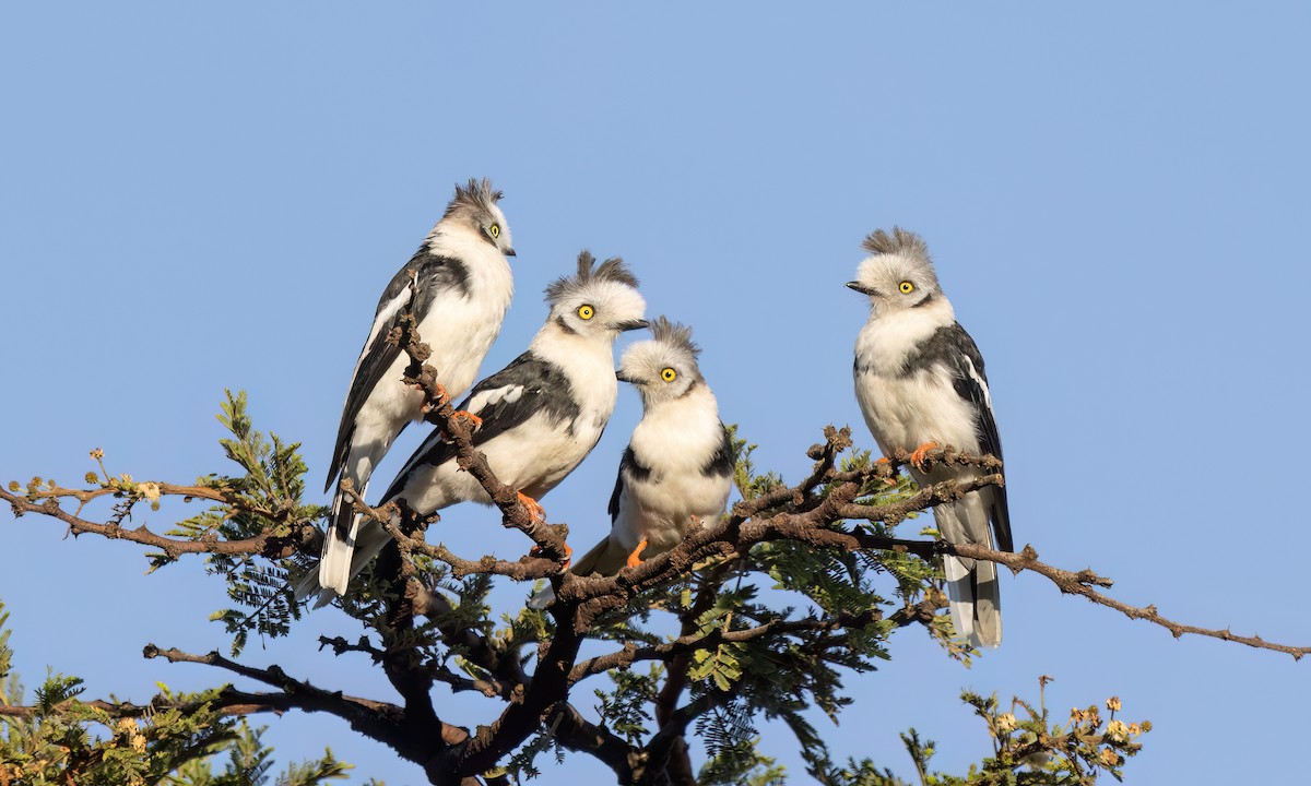 Gray-crested Helmetshrike - ML627628621