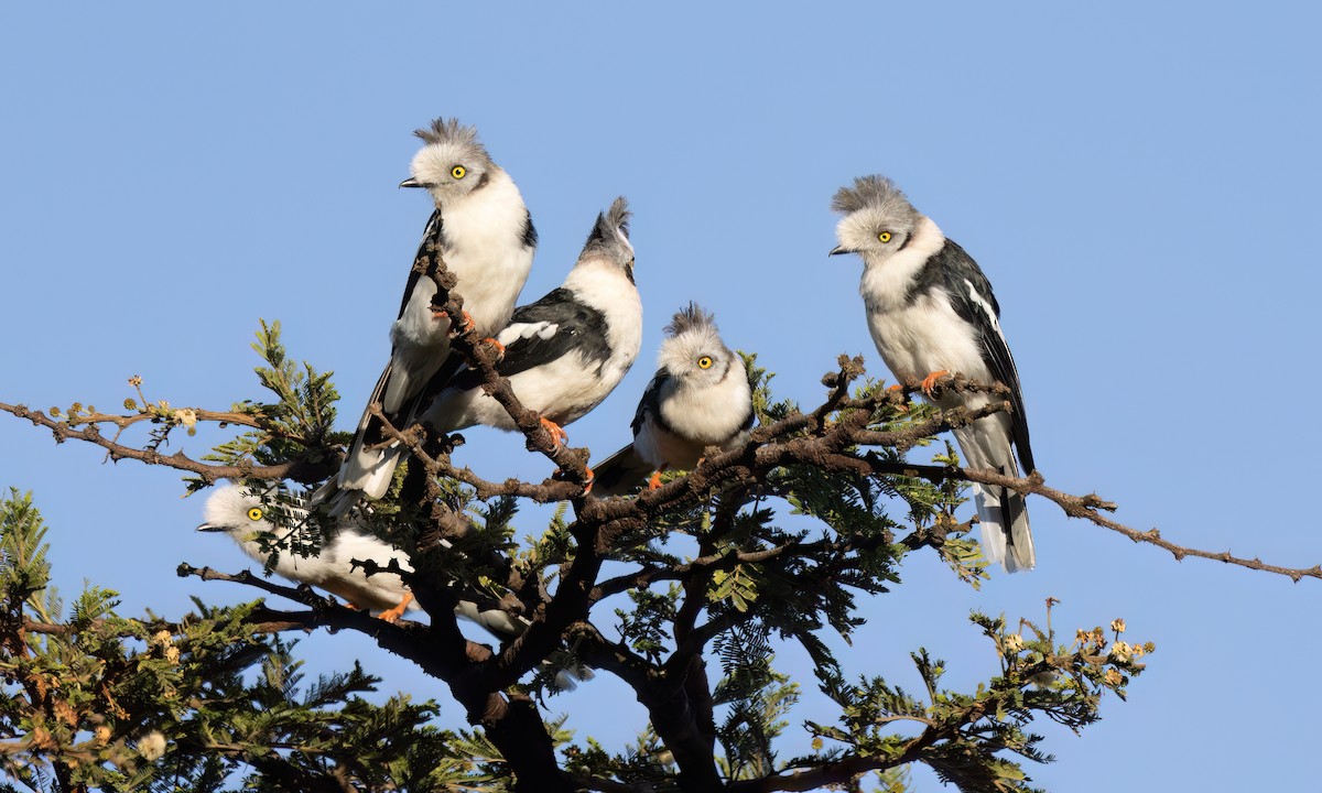 Gray-crested Helmetshrike - ML627628622