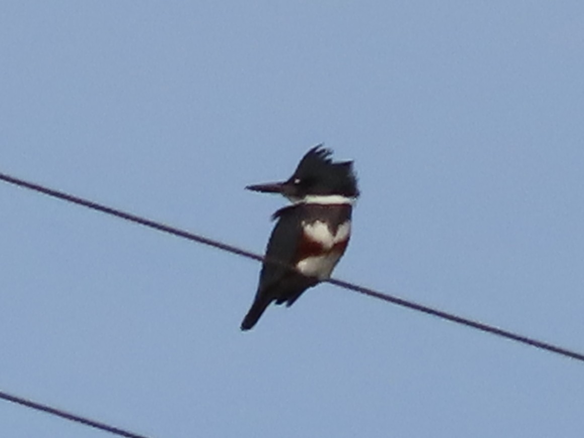 Martin-pêcheur d'Amérique - ML627628632