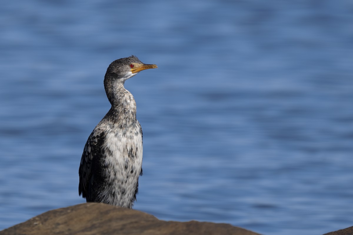 Crowned Cormorant - ML627628737