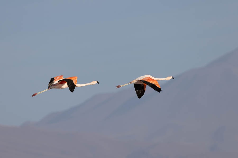 Chilean Flamingo - ML627628793