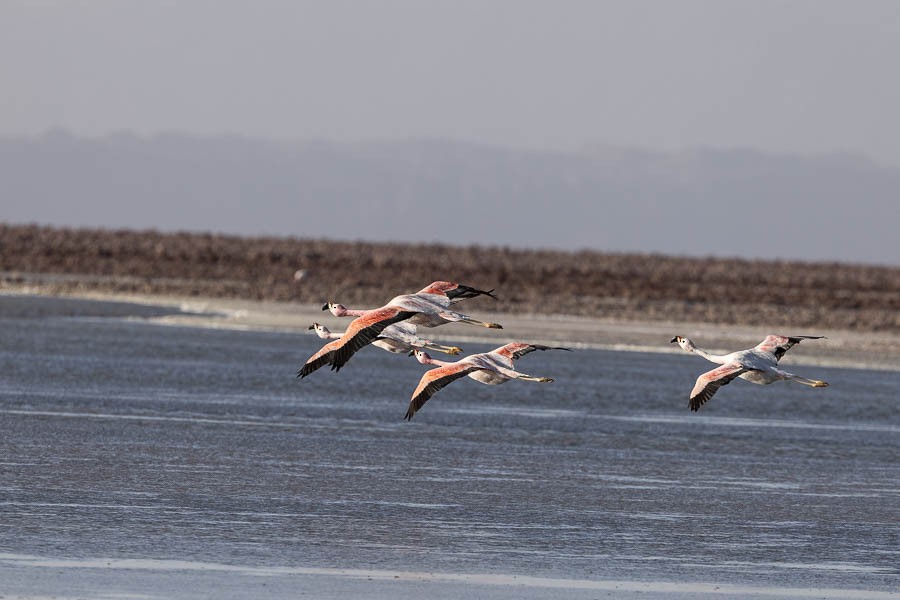 Andean Flamingo - ML627628799