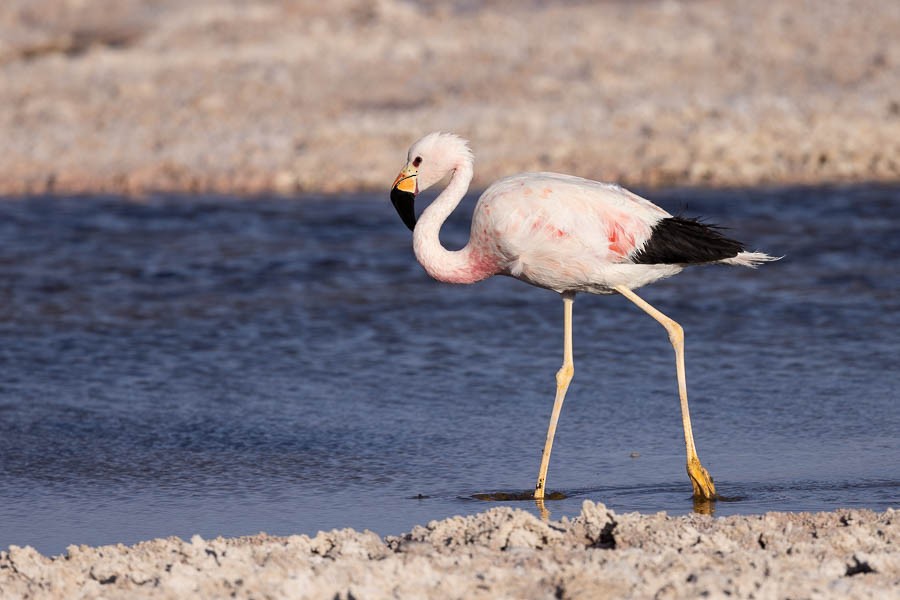 Andean Flamingo - ML627628813