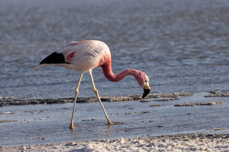 Andean Flamingo - ML627628814