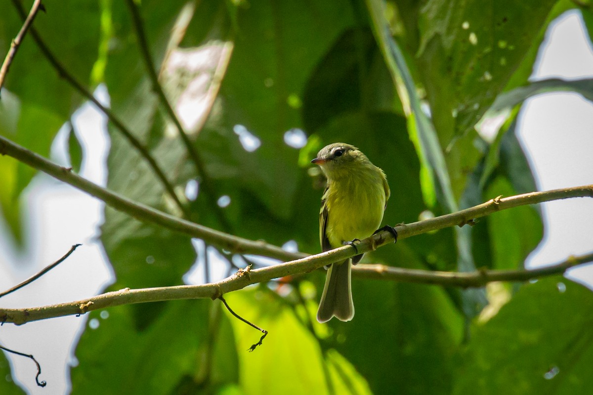 Urich's Tyrannulet - ML627628844