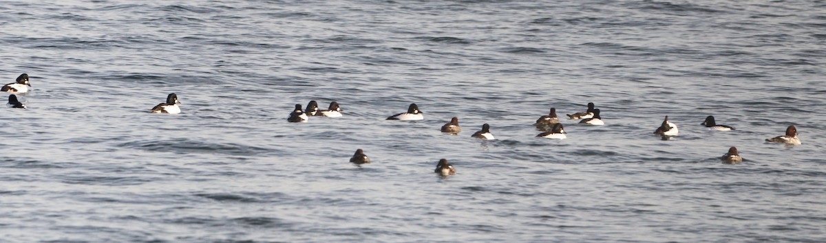 Common Goldeneye - ML627628871