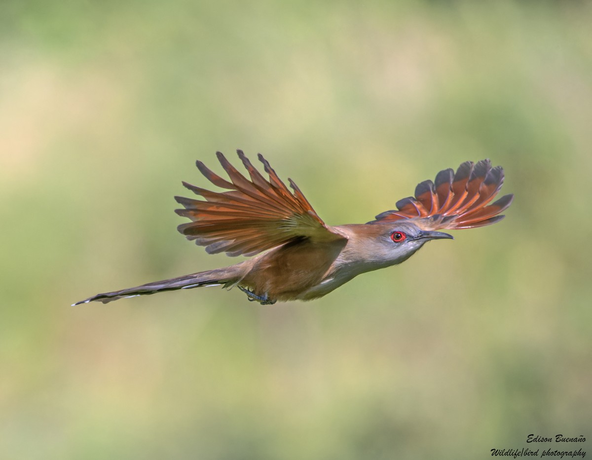 Great Lizard-Cuckoo (Cuban) - ML627628915