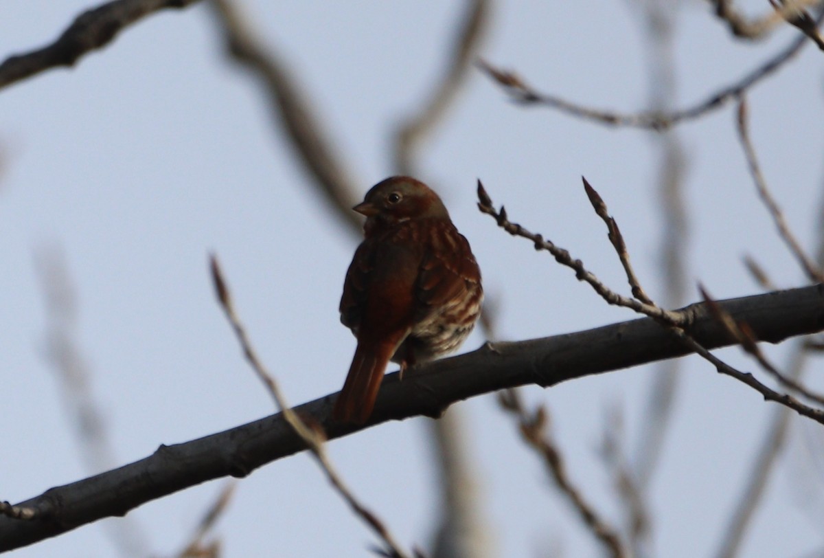 Fox Sparrow - ML627628963