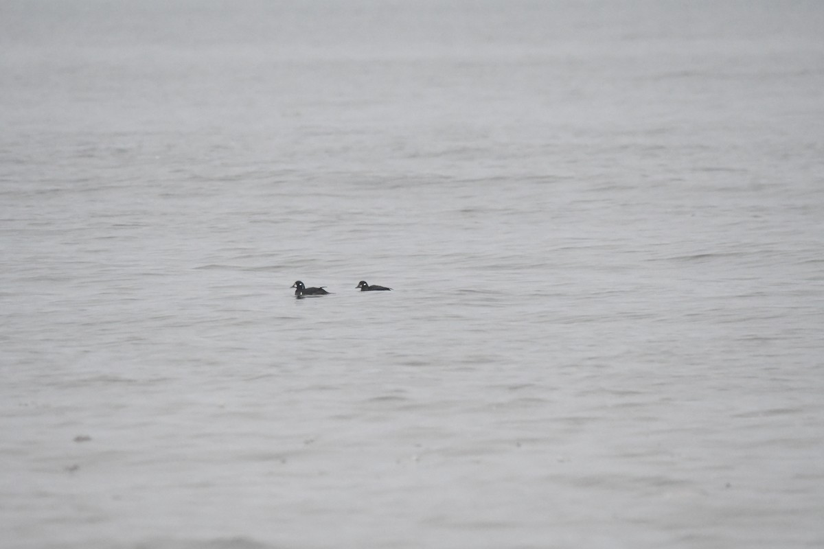 Harlequin Duck - ML627629000