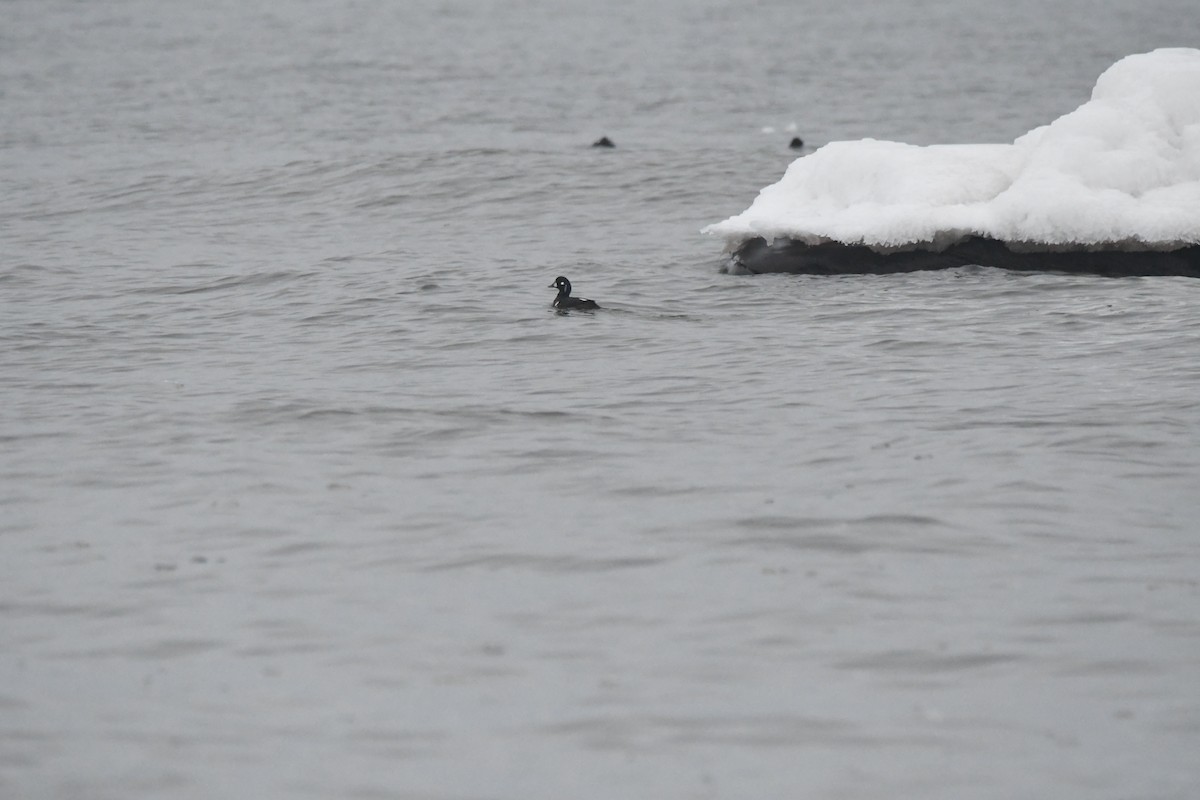 Harlequin Duck - ML627629002