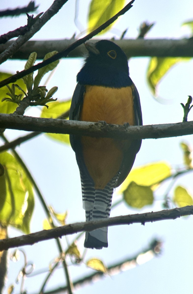 trogon podvazkový - ML627629039