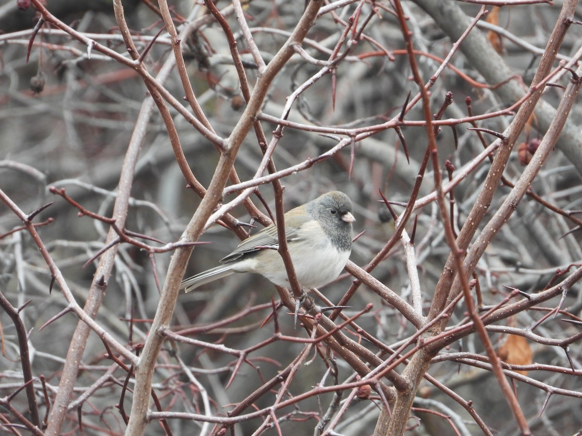 Dark-eyed Junco - ML627629062