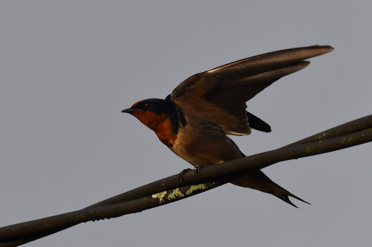 Red-chested Swallow - ML627629068