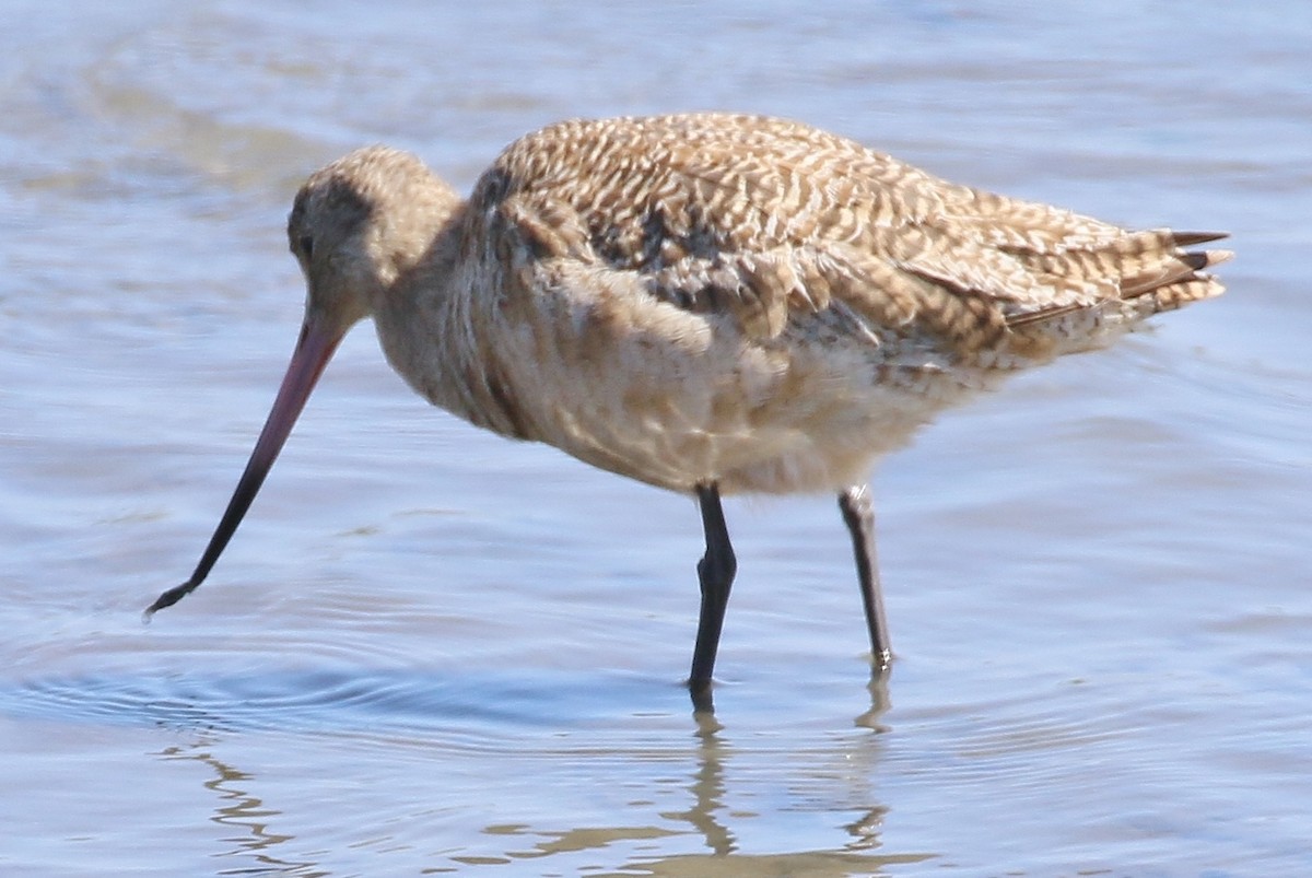 Marbled Godwit - ML627629129