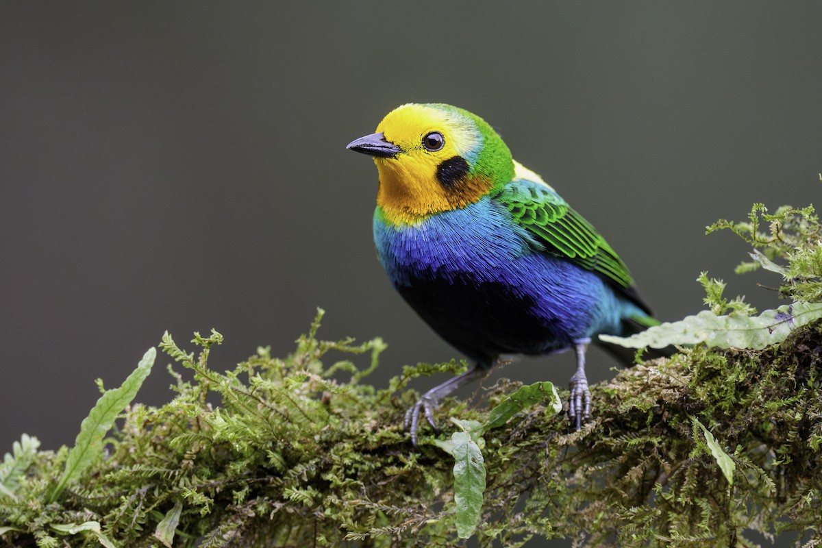 Multicolored Tanager - ML627629143