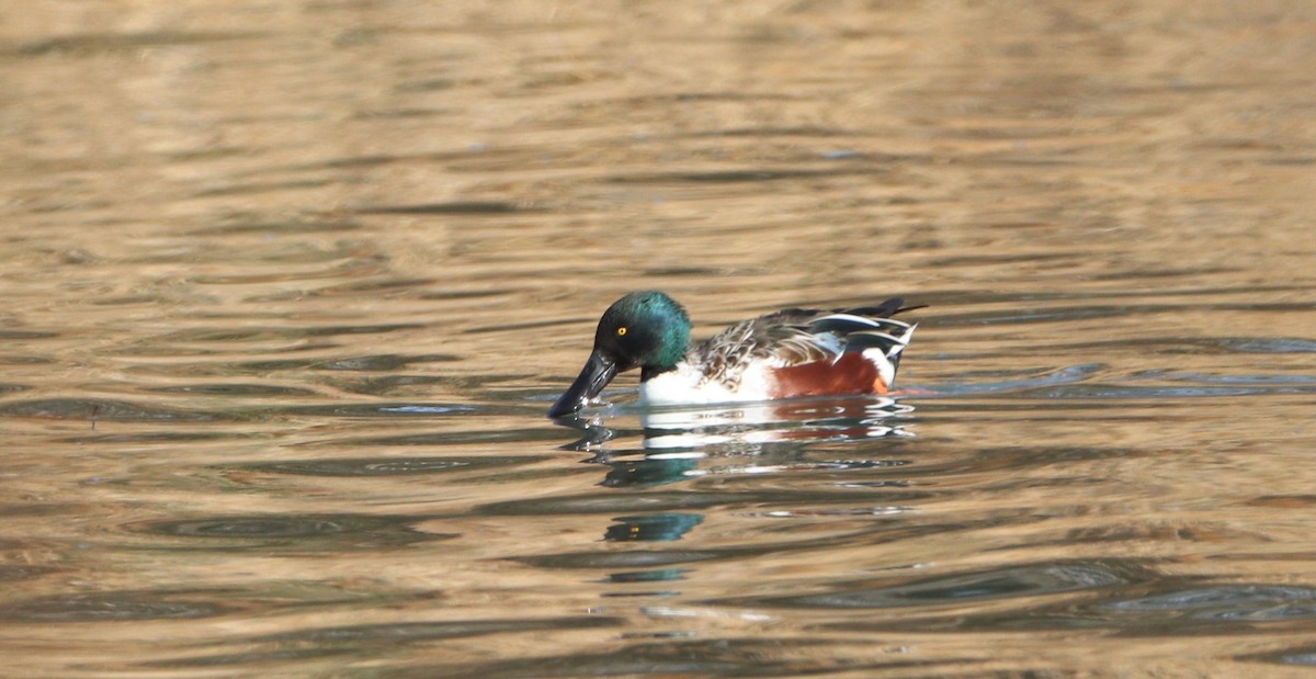 Northern Shoveler - ML627629154