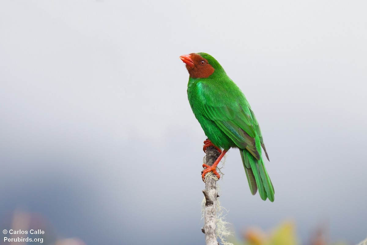 Grass-green Tanager - ML627629235