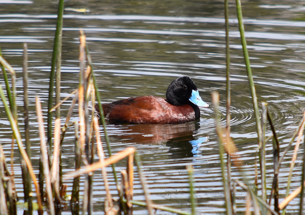 Blue-billed Duck - ML627629249