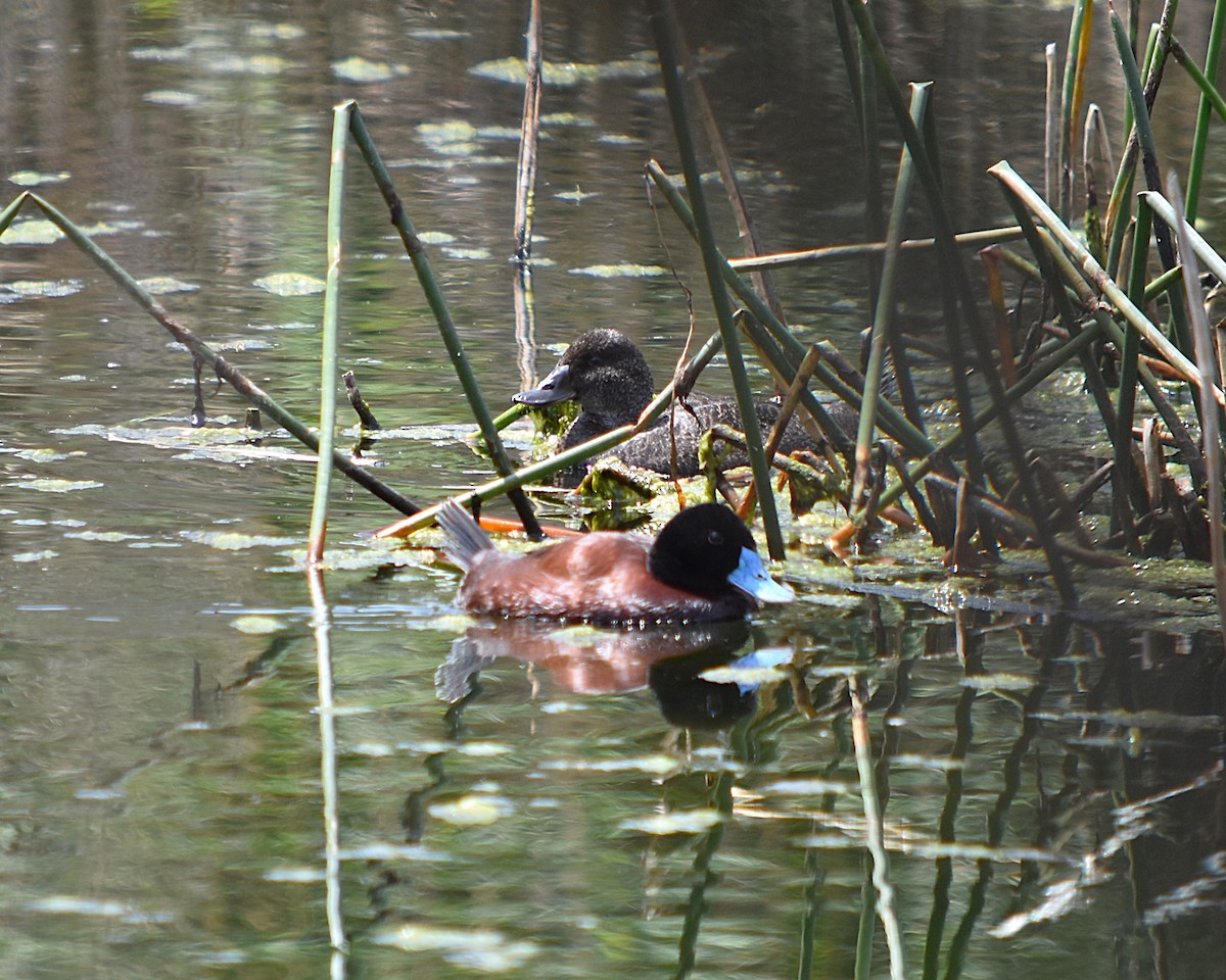 Blue-billed Duck - ML627629250
