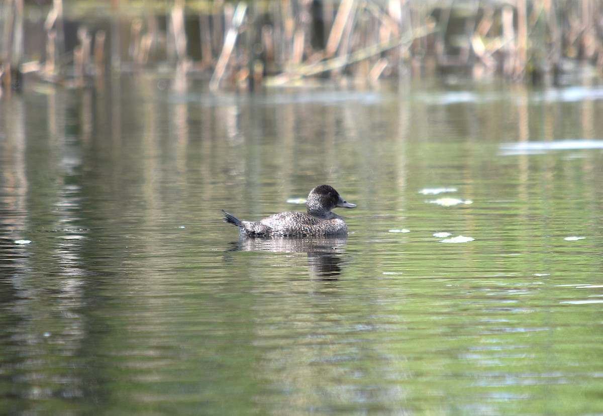 Blue-billed Duck - ML627629251