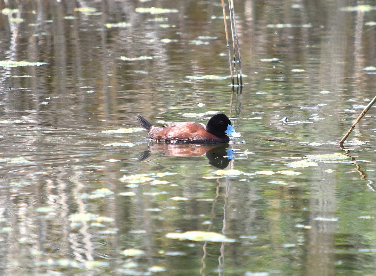 Blue-billed Duck - ML627629252