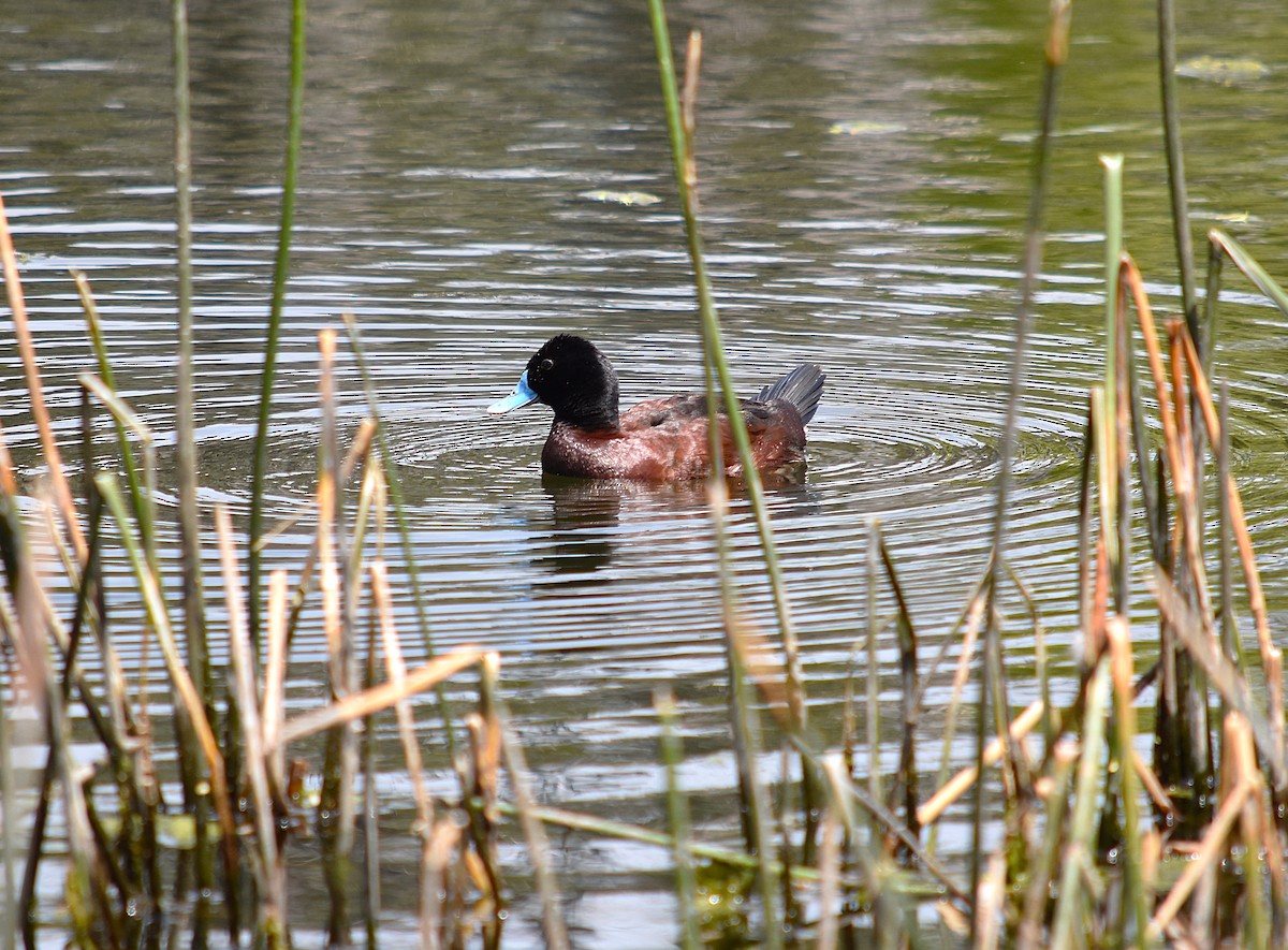 Blue-billed Duck - ML627629253
