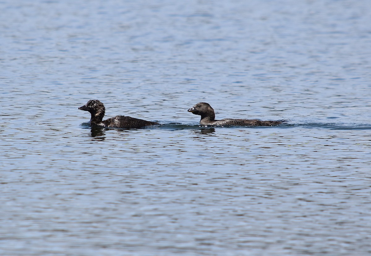 Musk Duck - ML627629334