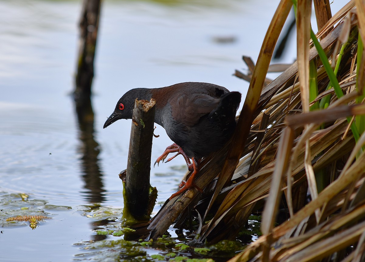 Spotless Crake - ML627629339