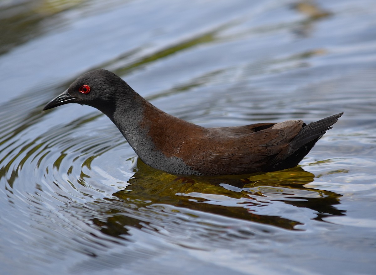 Spotless Crake - ML627629340