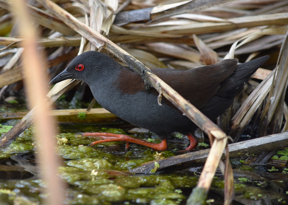 Spotless Crake - ML627629341