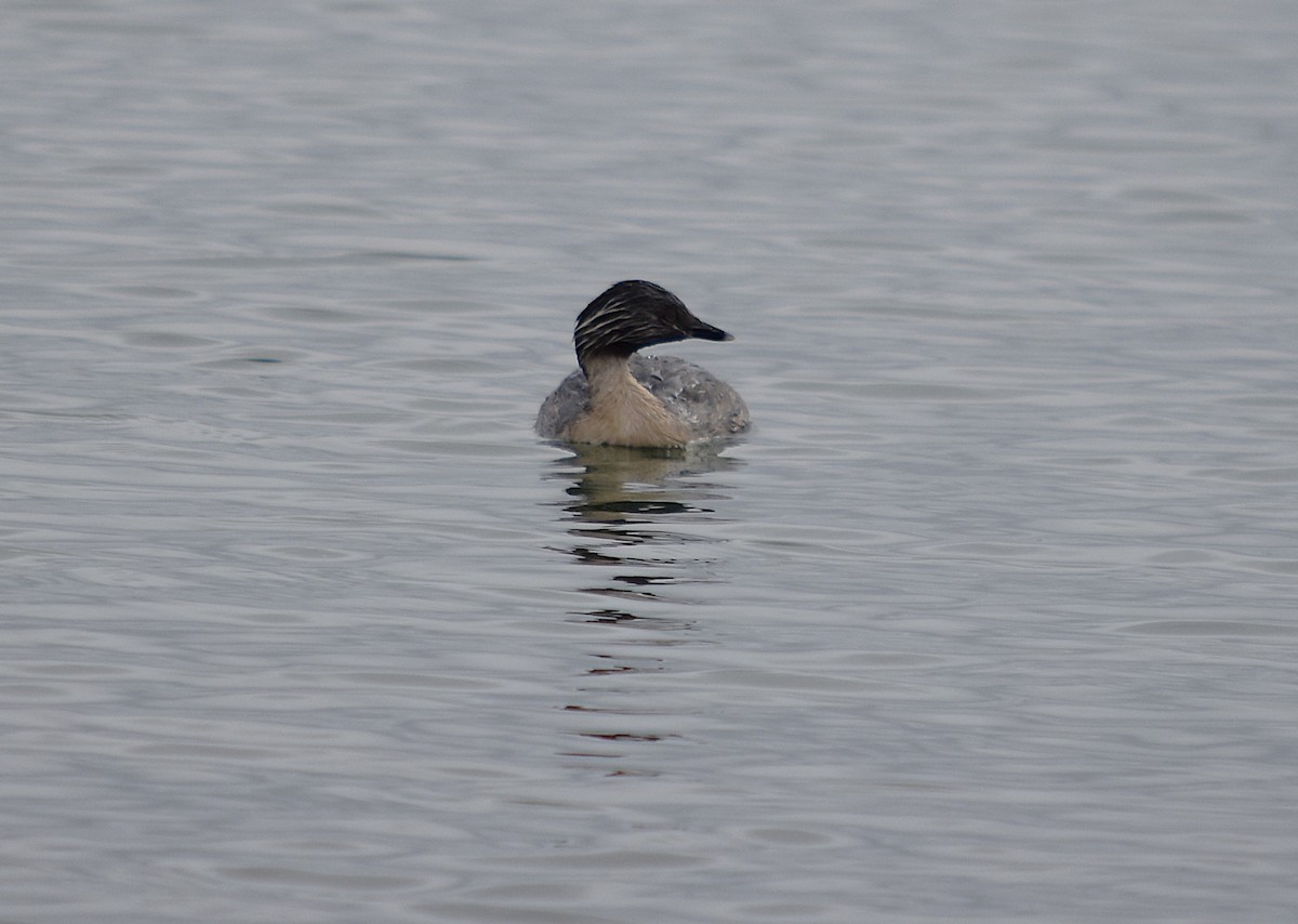 Hoary-headed Grebe - ML627629362