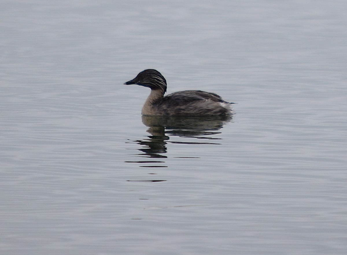 Hoary-headed Grebe - ML627629364