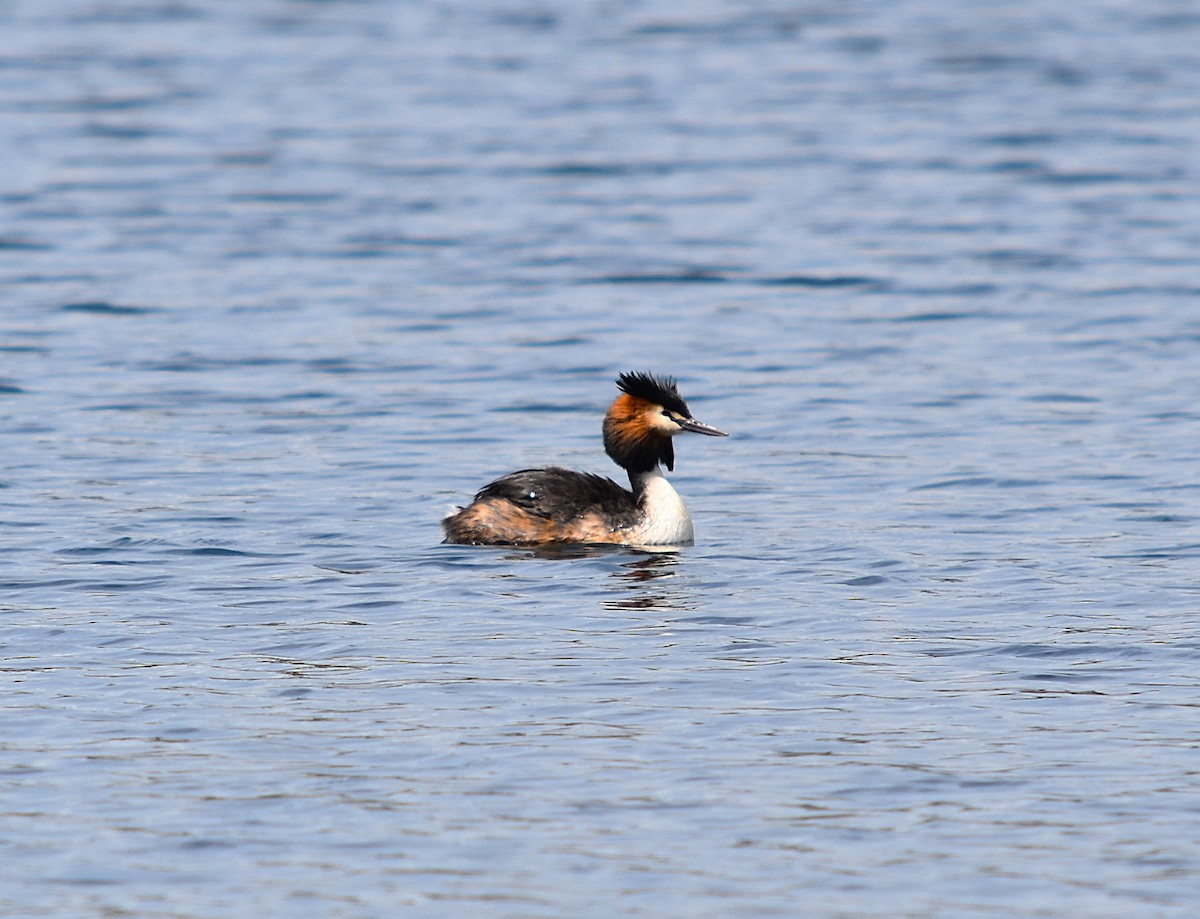 Great Crested Grebe - ML627629369