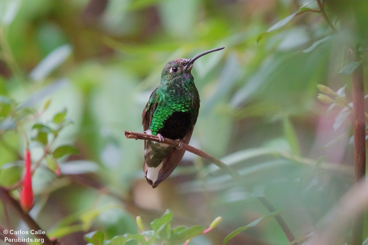 kolibřík aksamitový - ML627629370